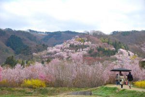 春の女子旅にピッタリ！福島の桃源郷『花見山』に行こう！